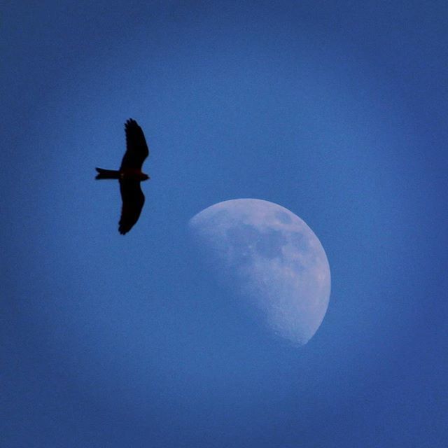 LOW ANGLE VIEW OF BIRD FLYING OVER BLUE SKY