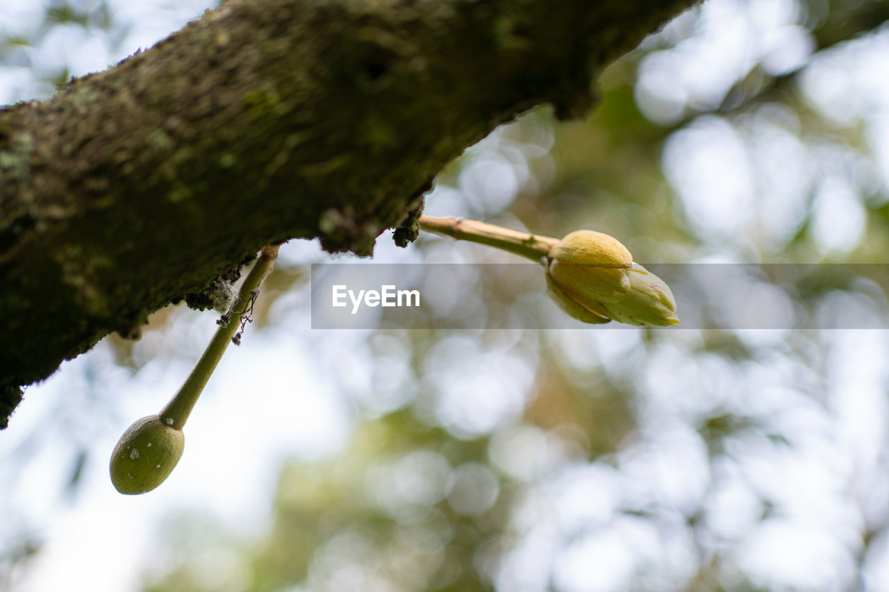 Low angle view of flowering plant against trees, durian. 