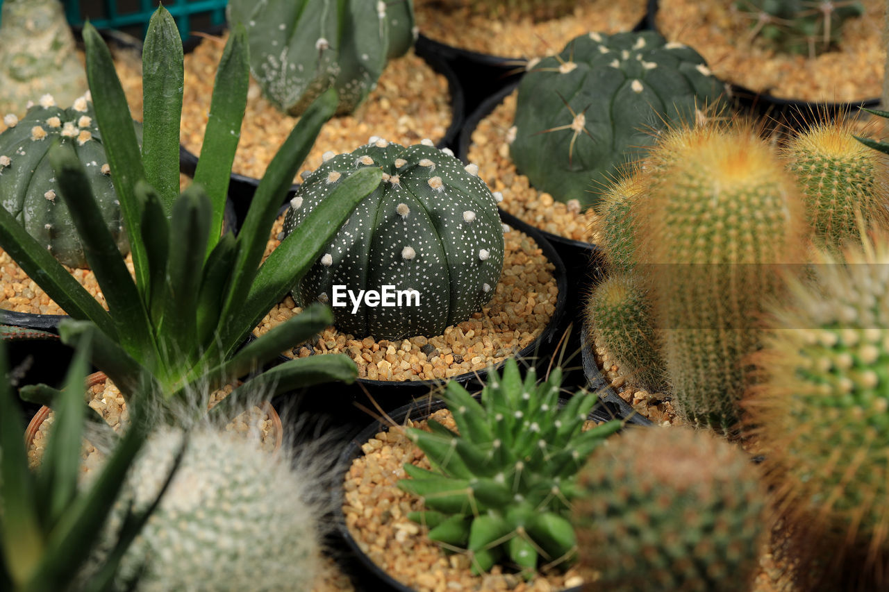 CLOSE-UP OF SUCCULENT PLANT ON FIELD