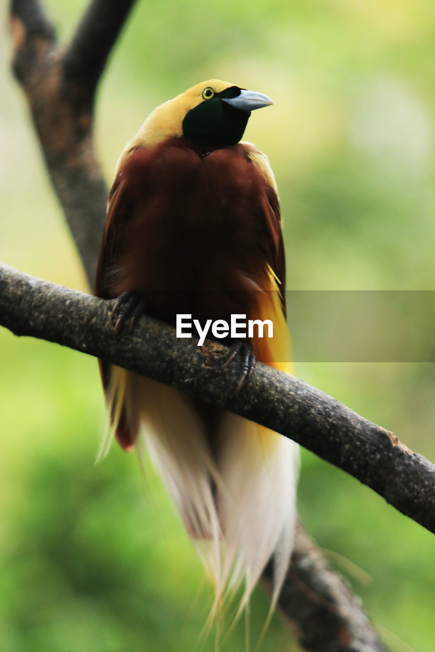 Close-up of bird perching on branch