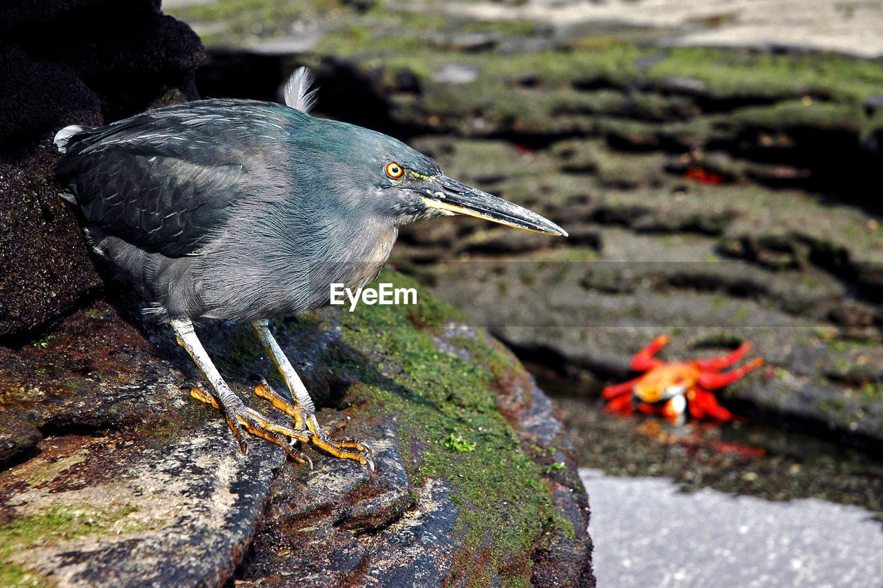 Close-up of heron perching on rocks