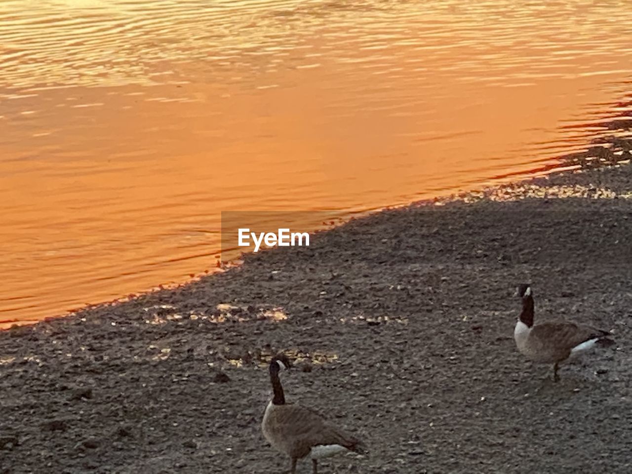 BIRDS ON THE BEACH