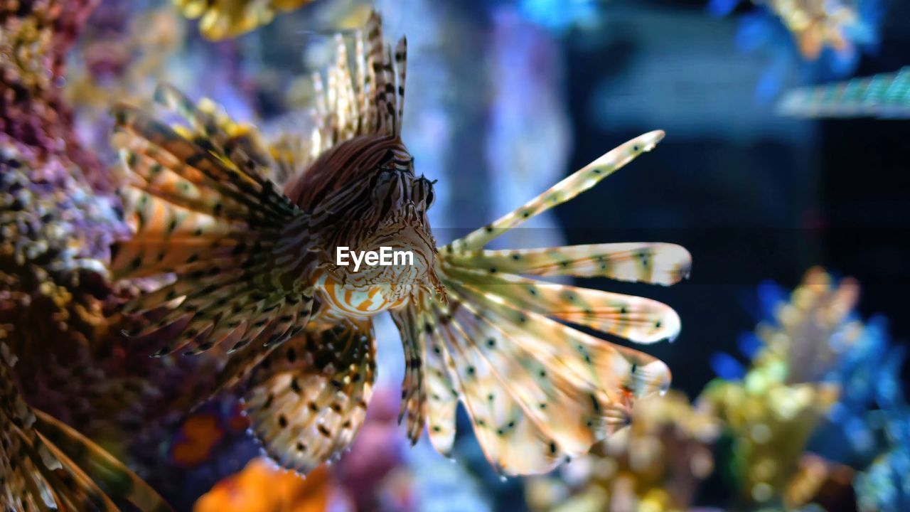 Close-up of lionfish