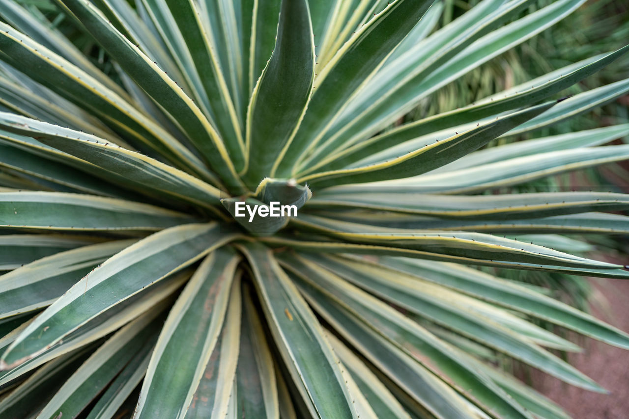 tree, plant, leaf, growth, green, plant part, backgrounds, full frame, close-up, no people, saw palmetto, nature, beauty in nature, palm tree, pattern, palm leaf, flower, agave, tropical climate, day, outdoors, branch, botany