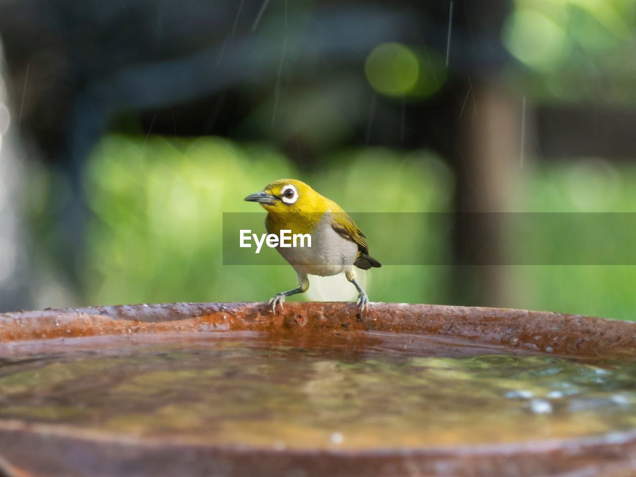 Bird warbling white-eye. bird distinctive white eye-ring and overall yellowish upper parts