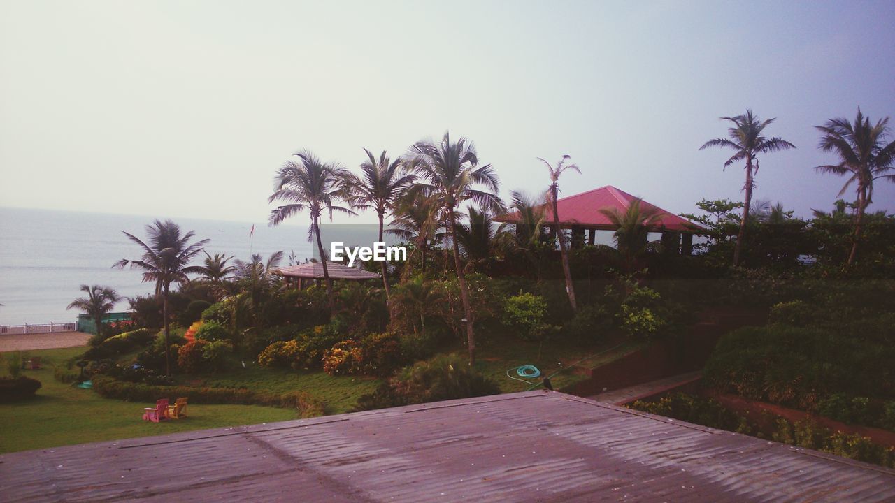 PALM TREES AND BUILDINGS