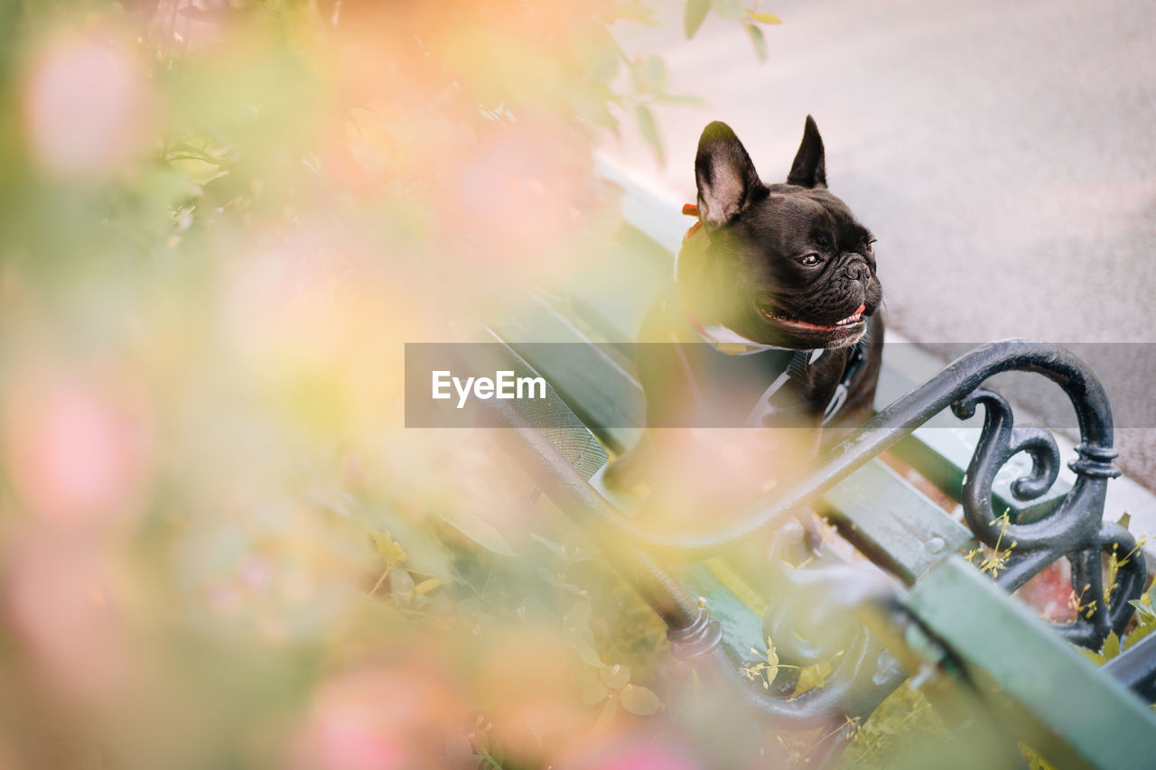 Close-up of a french bulldog dog sitting on bench in park by blooming tree in spring