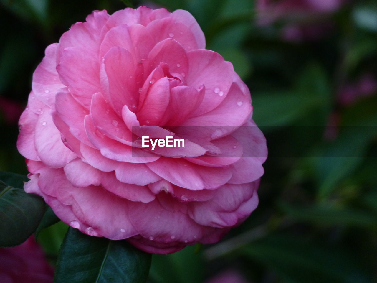 CLOSE-UP OF PINK ROSE WITH WATER DROPS ON PLANT