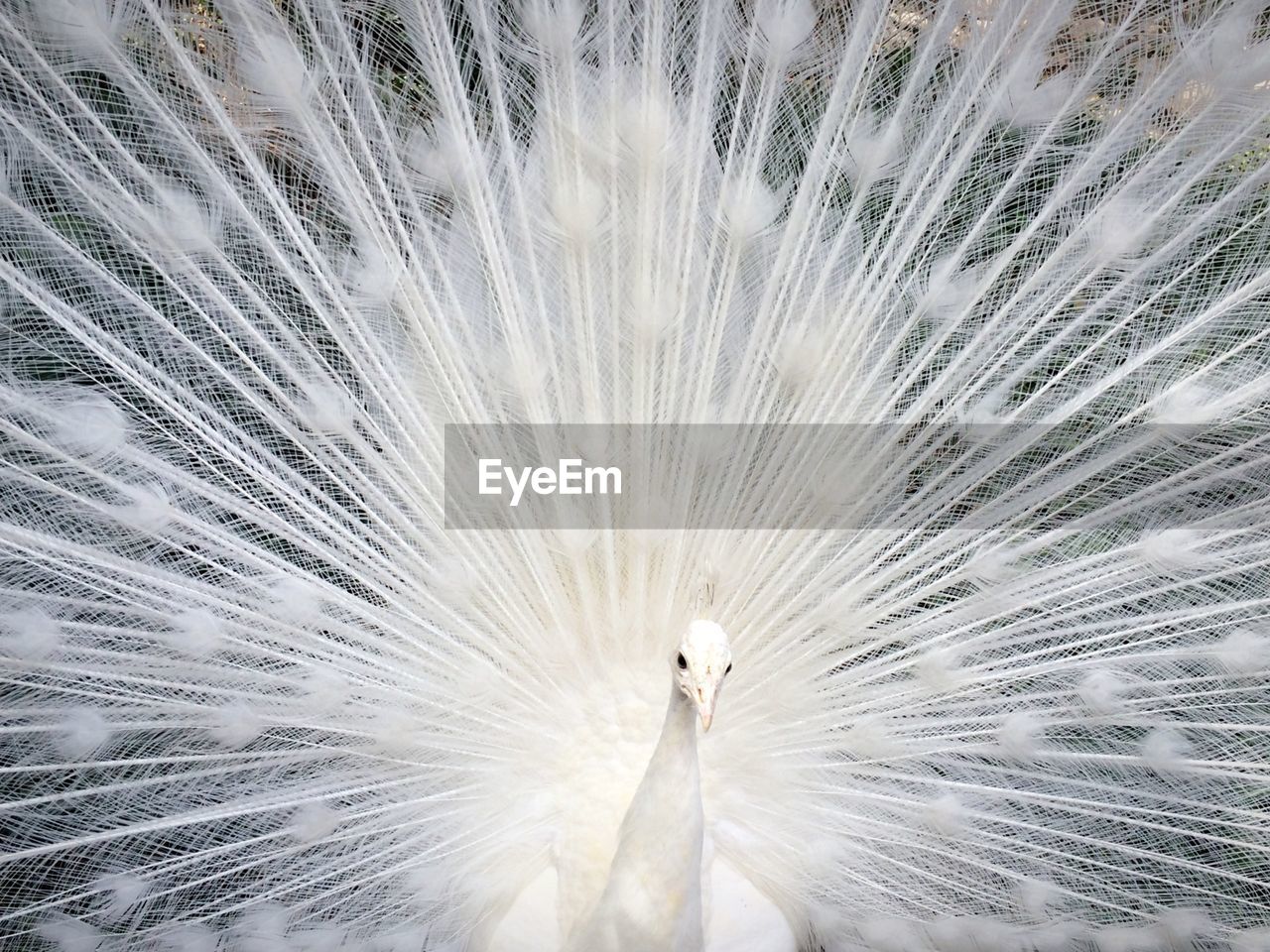 Beautiful view of a peacock