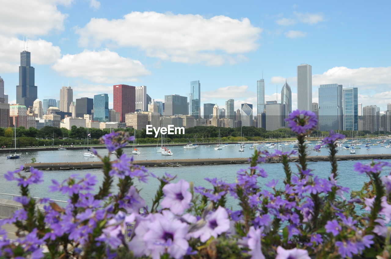 Purple flowers in front of lake michigan by modern skyline