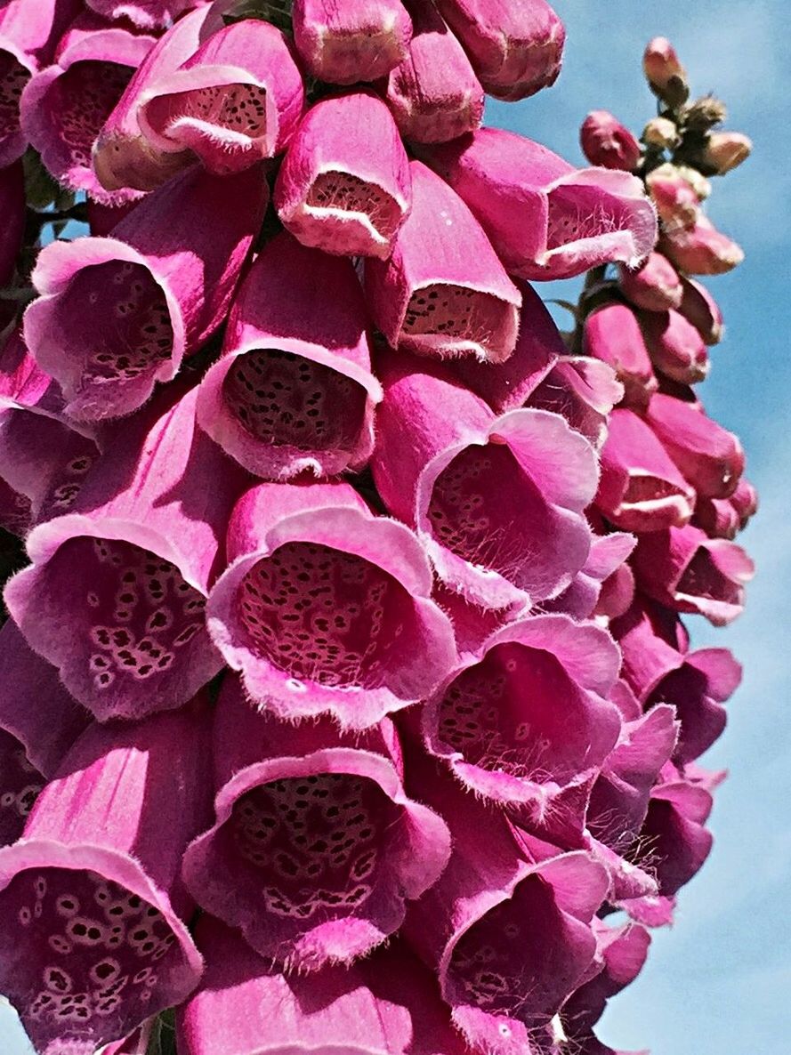 FULL FRAME SHOT OF PINK FLOWERS