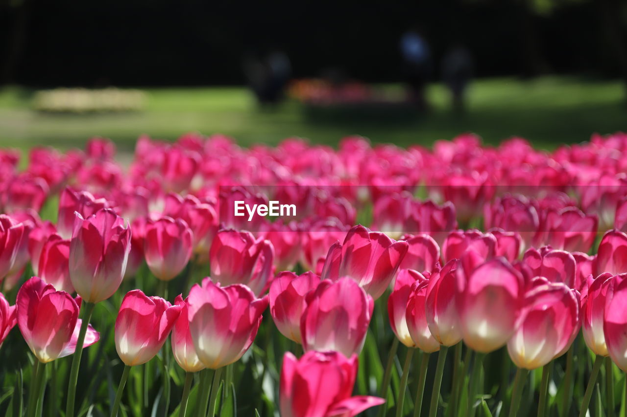 Close-up of pink tulips on field