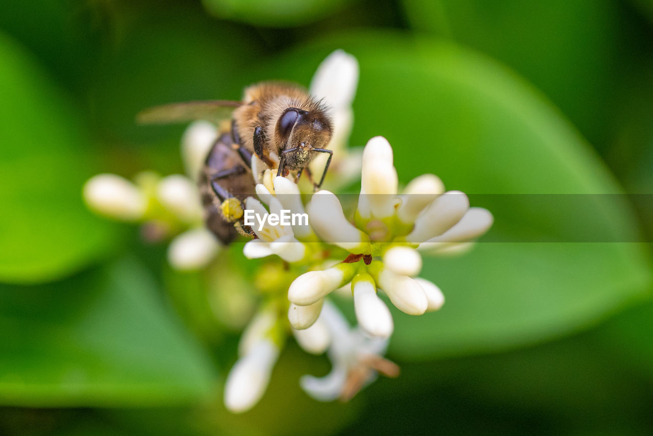 Busy bee on flower