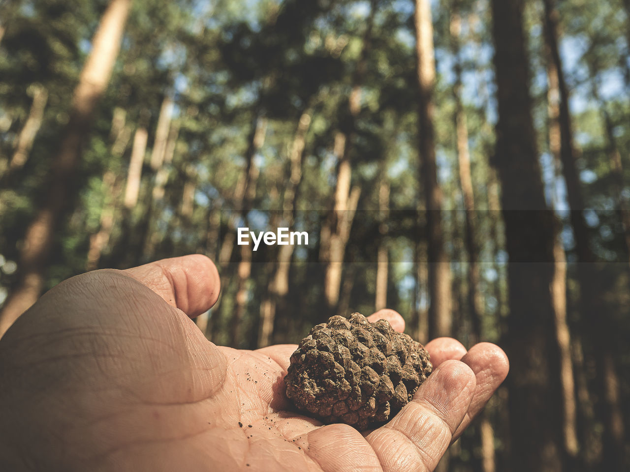 CLOSE-UP OF HUMAN HAND HOLDING LEAF