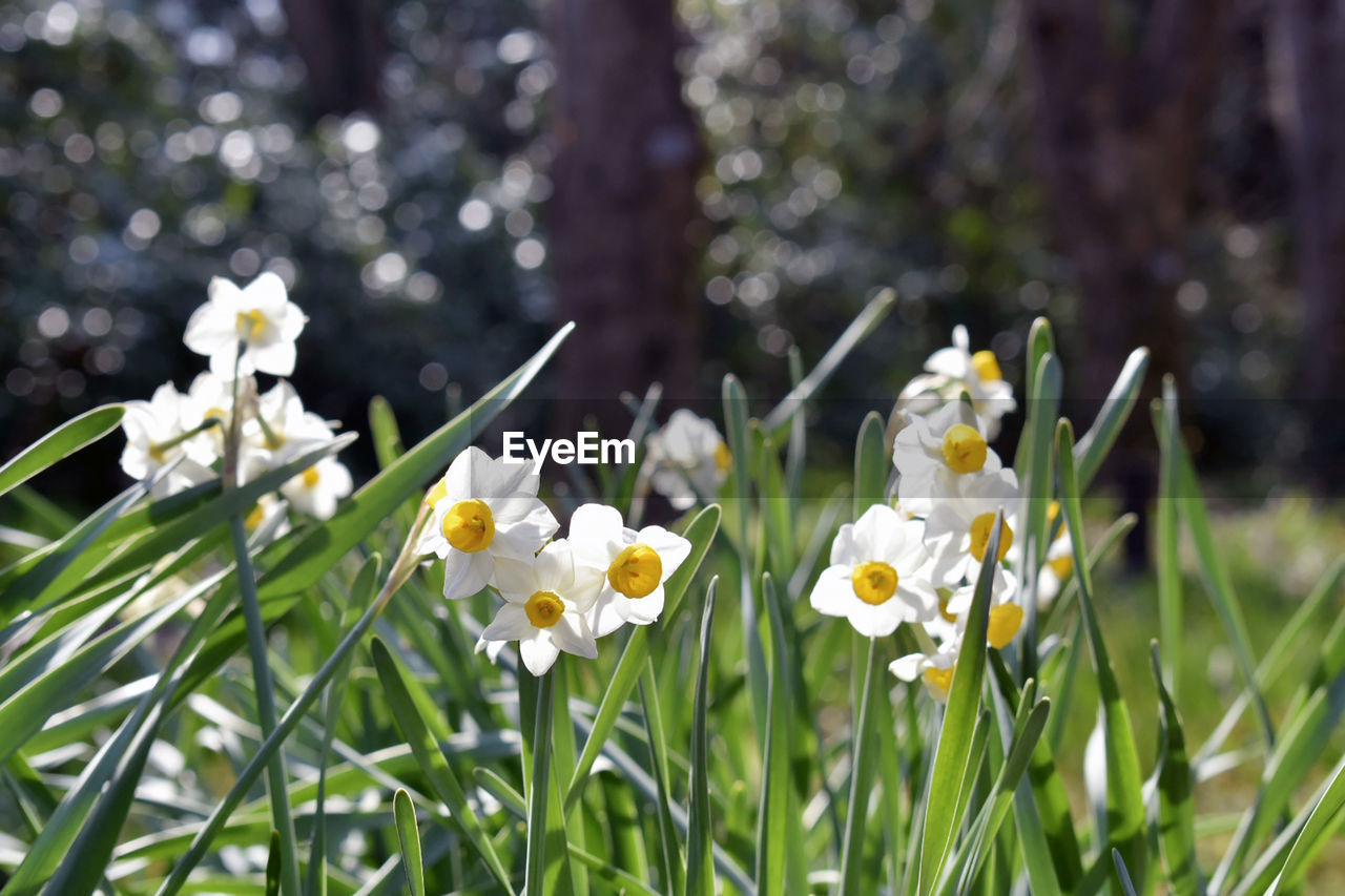 plant, flower, flowering plant, freshness, beauty in nature, white, nature, fragility, close-up, narcissus, growth, grass, springtime, petal, flower head, no people, focus on foreground, inflorescence, blossom, daffodil, outdoors, land, meadow, day, yellow, snowdrop, green, botany, field, daisy, tree, selective focus, plant part, leaf