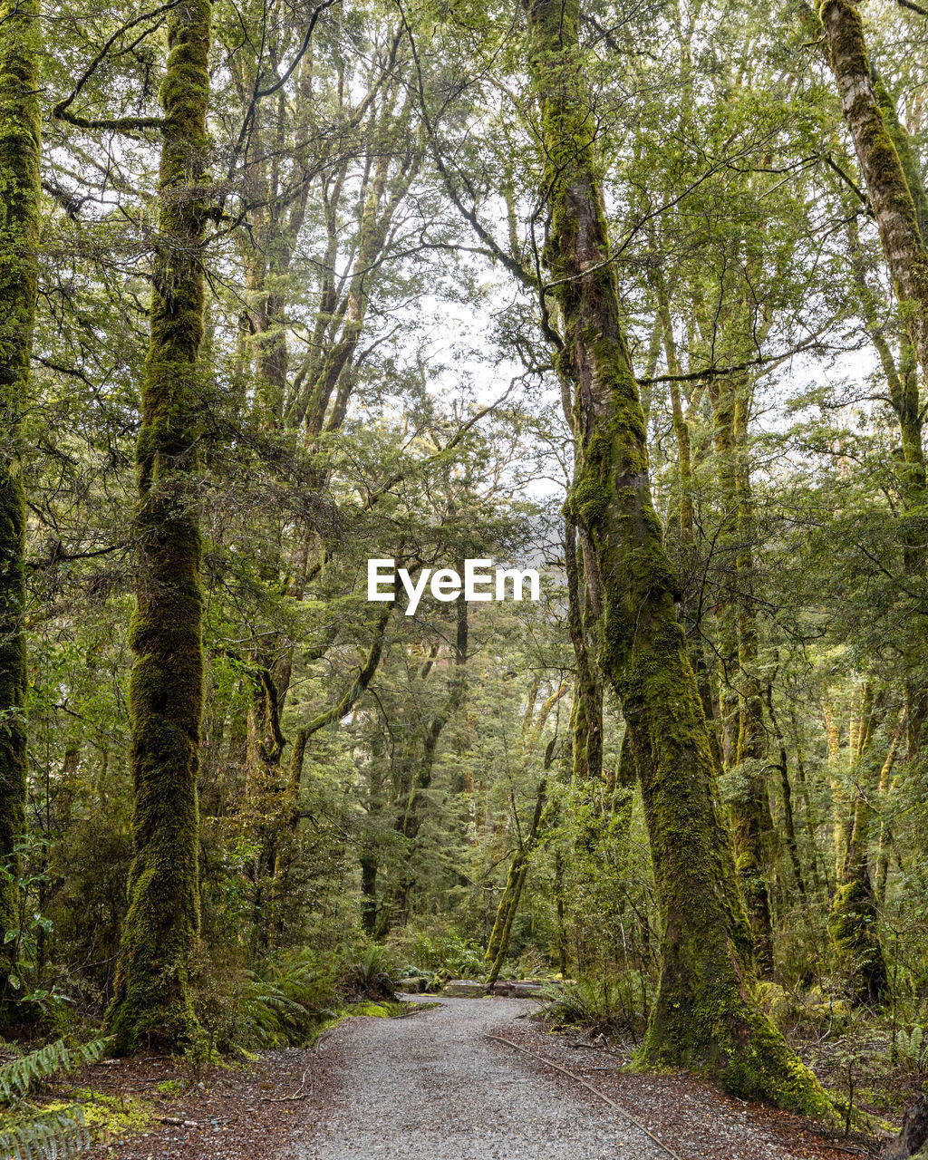 Road amidst trees in forest
