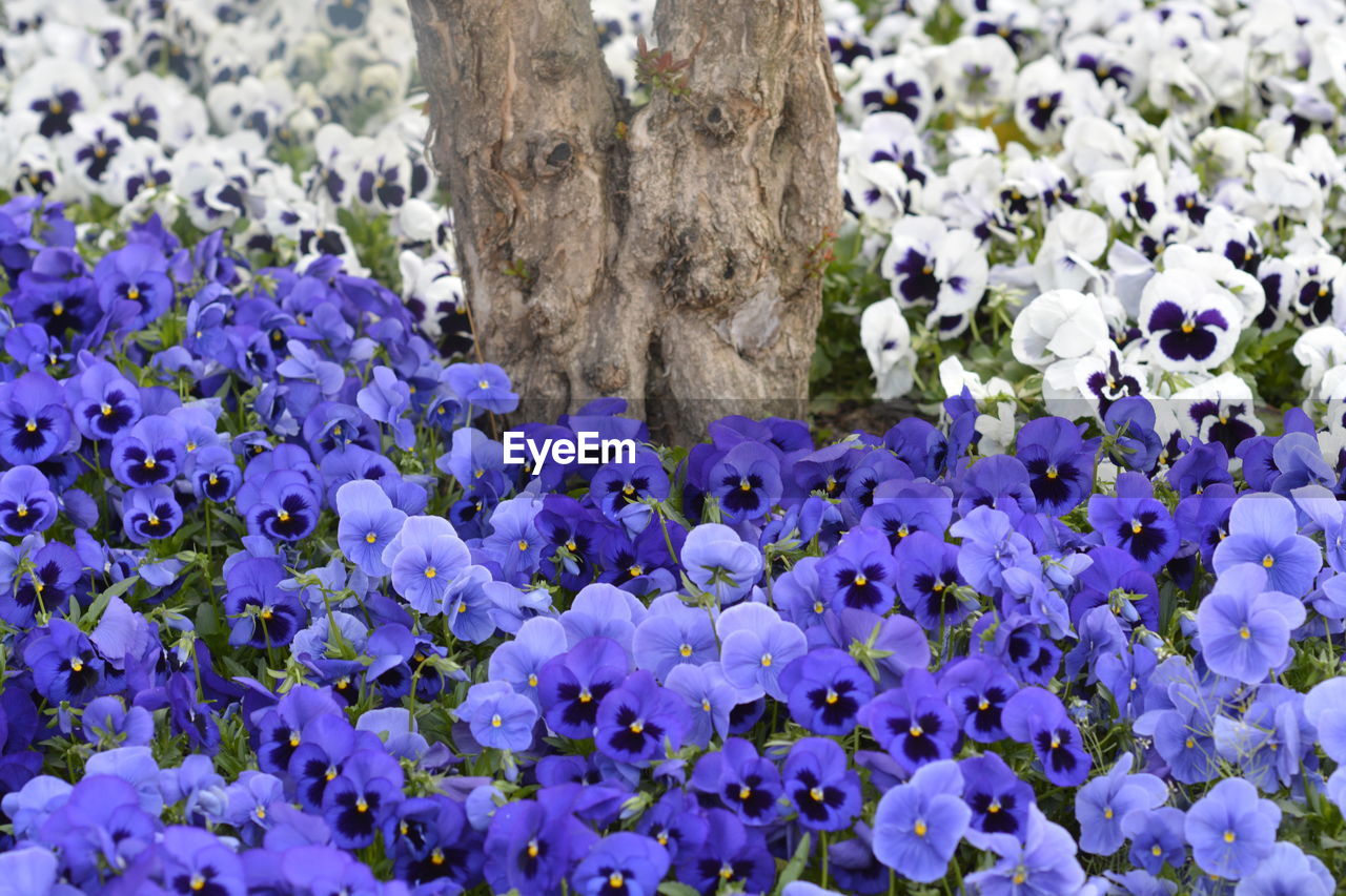 Close-up of purple flowering plants