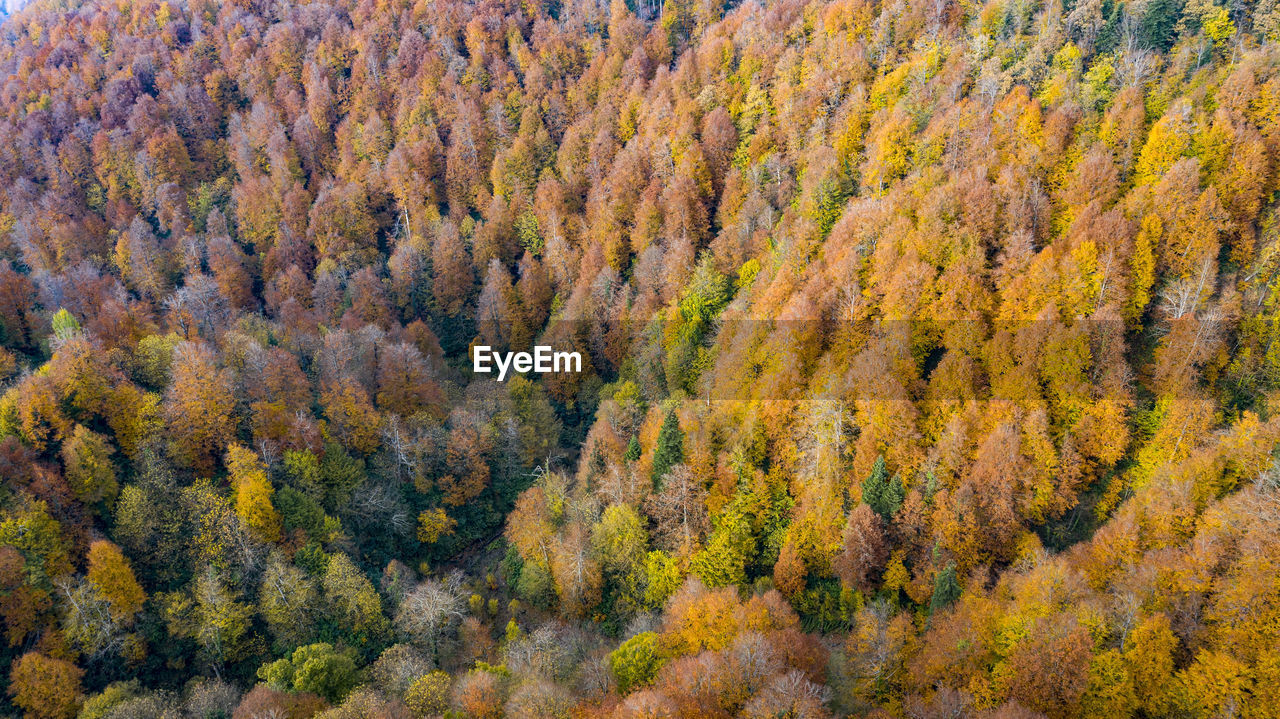 HIGH ANGLE VIEW OF TREES IN FOREST