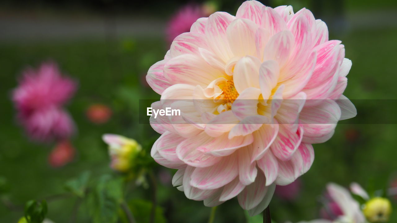 flower, flowering plant, plant, beauty in nature, freshness, pink, petal, close-up, flower head, fragility, inflorescence, nature, focus on foreground, dahlia, no people, growth, multi colored, outdoors, springtime, rose