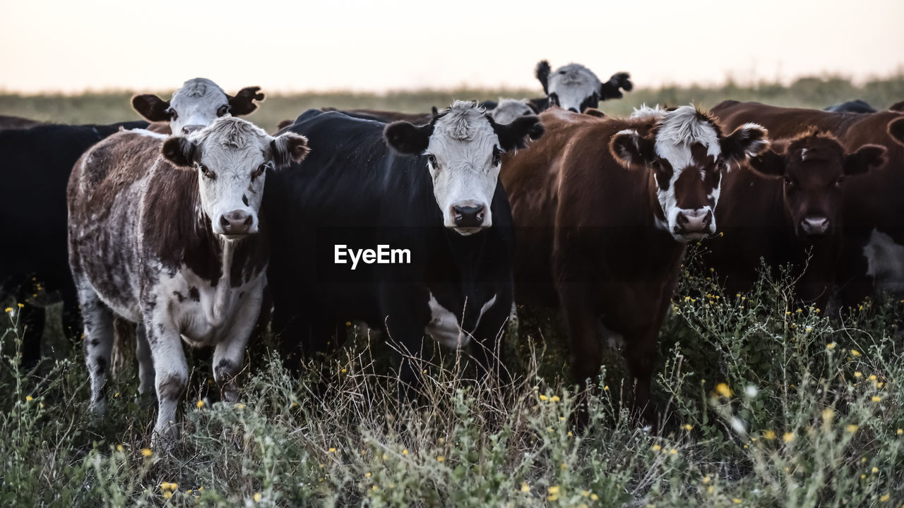 portrait of cows on field