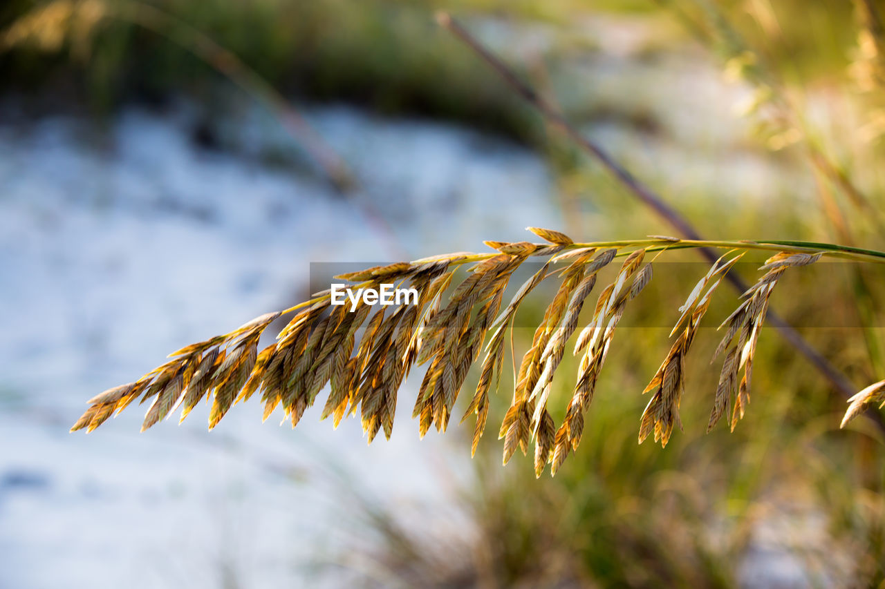 Close-up of crops hanging on twig