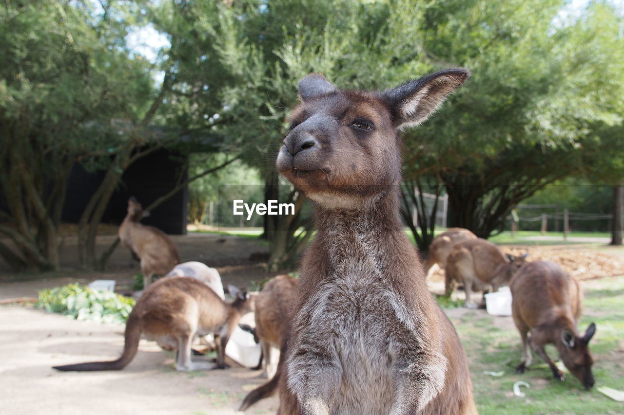 Close-up of kangaroo at zoo