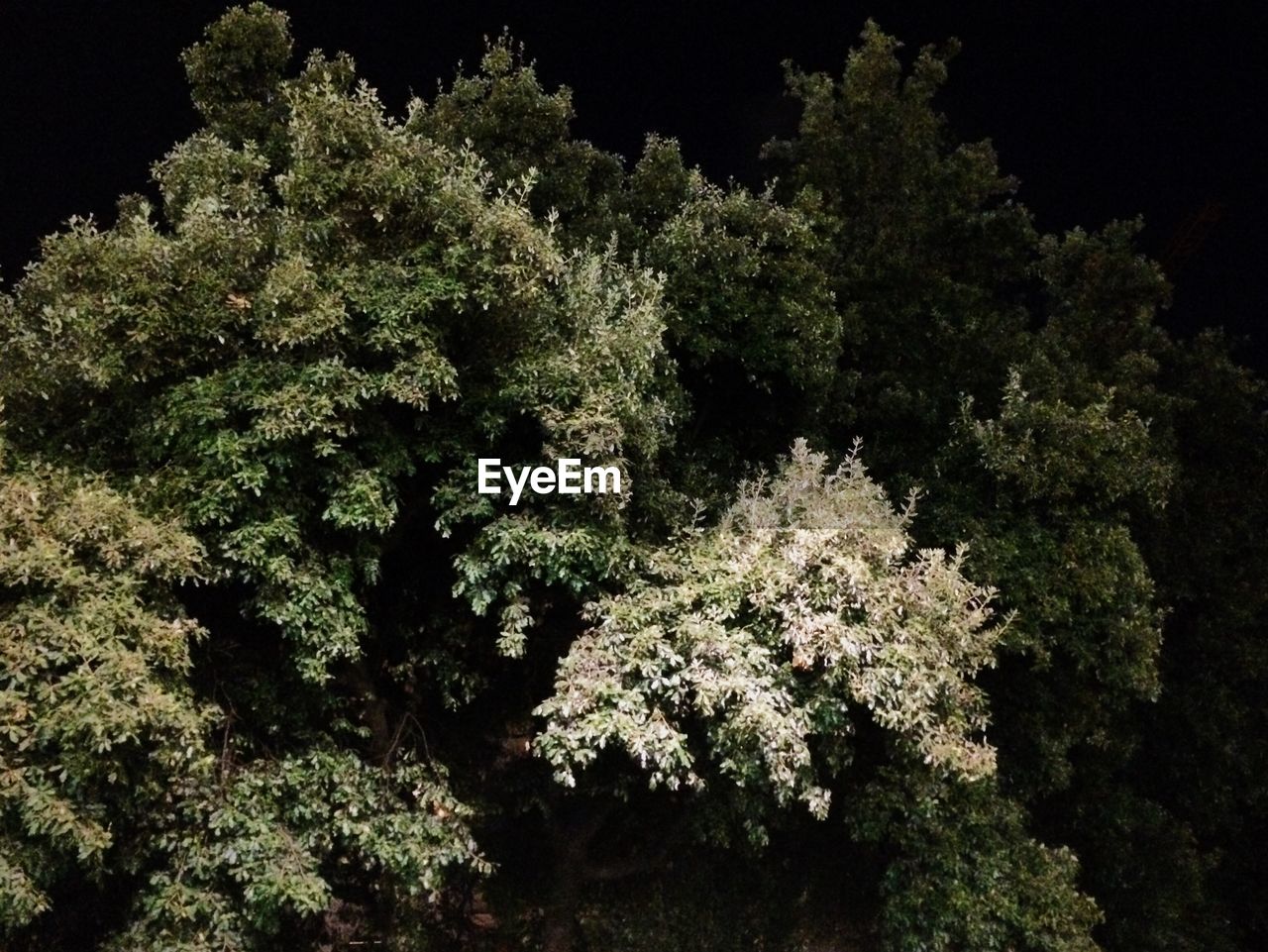 LOW ANGLE VIEW OF TREES AT NIGHT