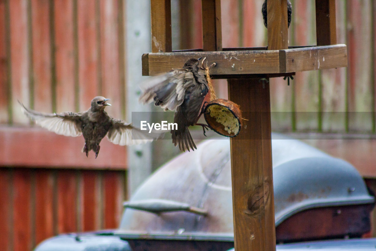 animal, bird, animal themes, animal wildlife, flying, wildlife, spread wings, focus on foreground, no people, sparrow, day, group of animals, bird feeder, nature, outdoors, bird of prey, wood