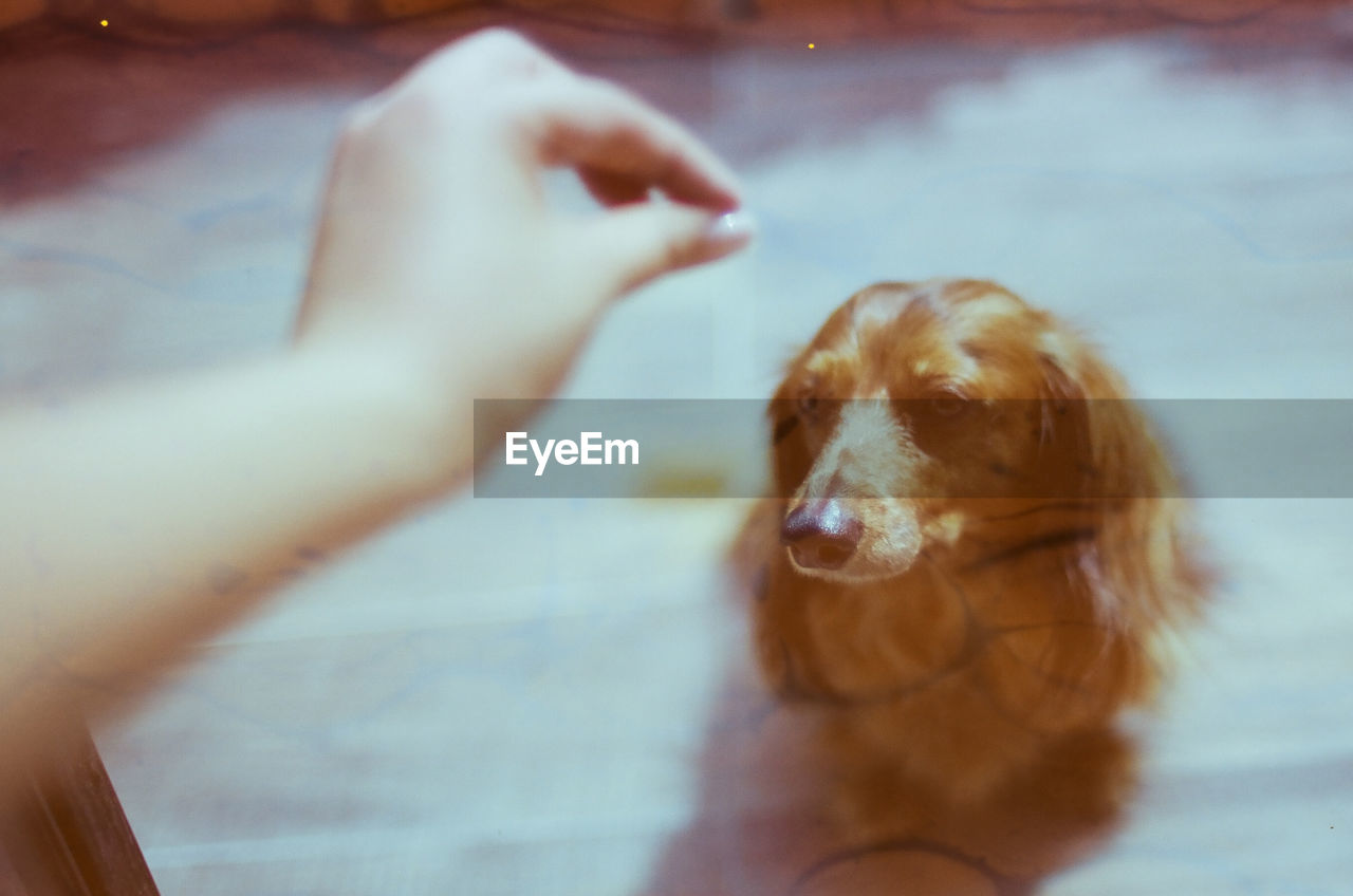 CLOSE-UP OF DOG WITH HAND