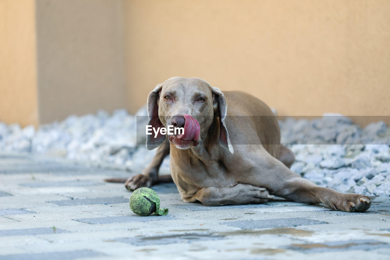 Portrait of dog sticking out tongue while sitting outdoors