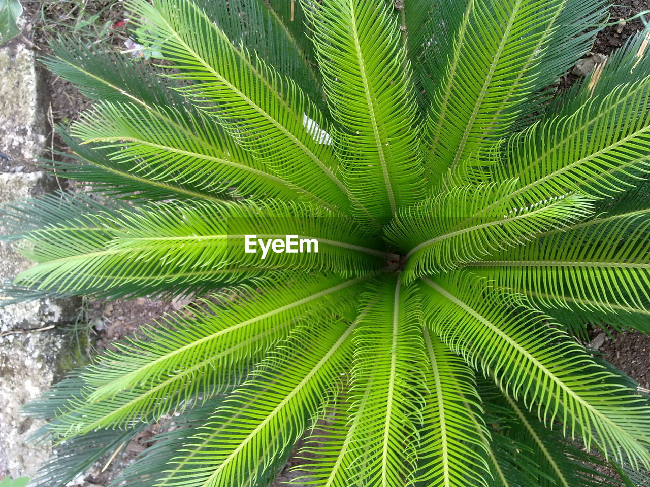 CLOSE-UP OF PALM TREE