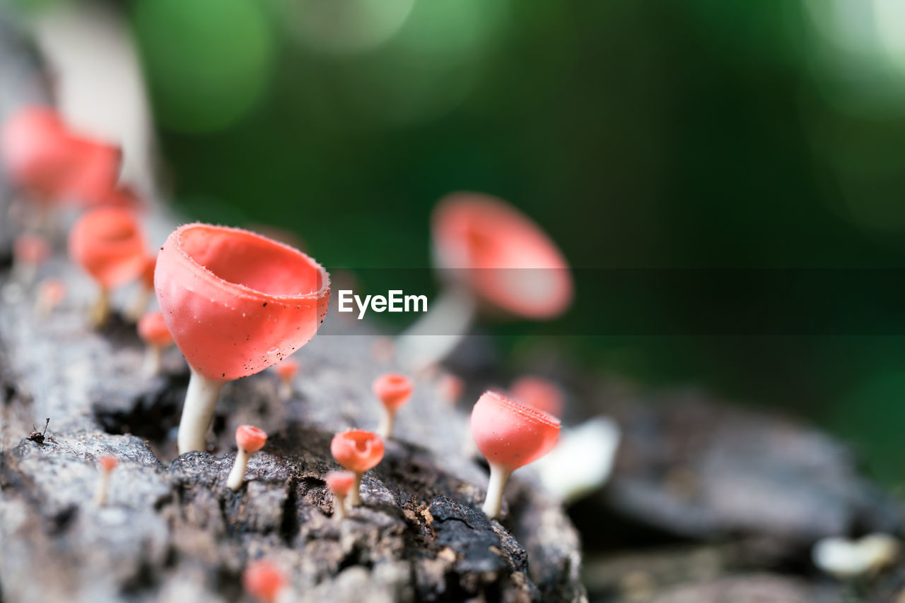 Close-up of mushroom growing on wood