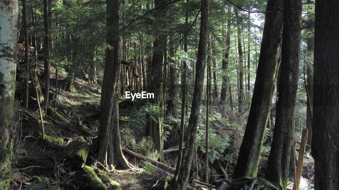 Trees growing at forest