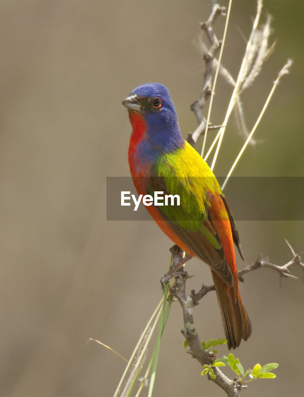 CLOSE-UP OF BIRD PERCHING ON BRANCH