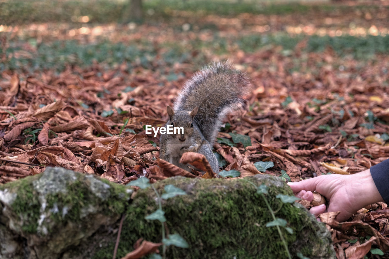 Feeding a squirrel in a park in autumn