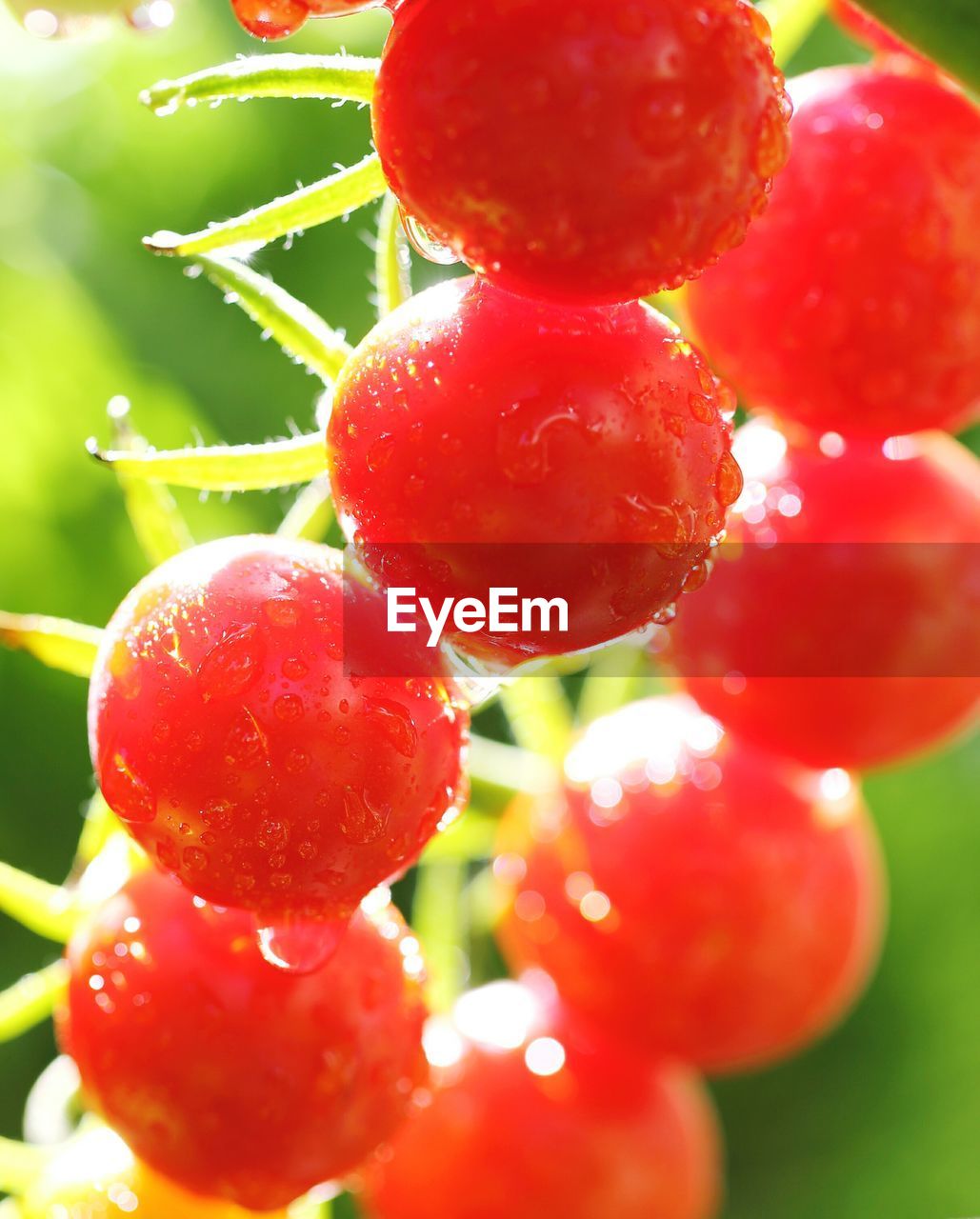 Close-up of cherry tomato on plant