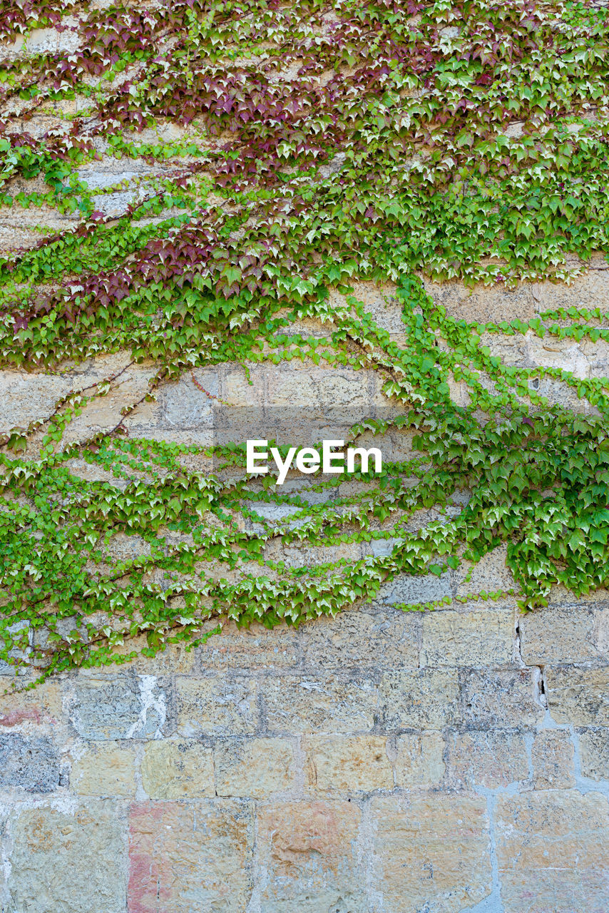 FULL FRAME SHOT OF WALL WITH IVY