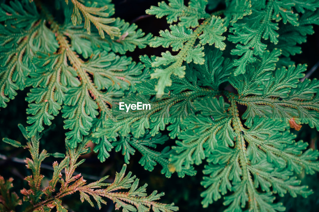 CLOSE-UP OF LEAVES ON TREE