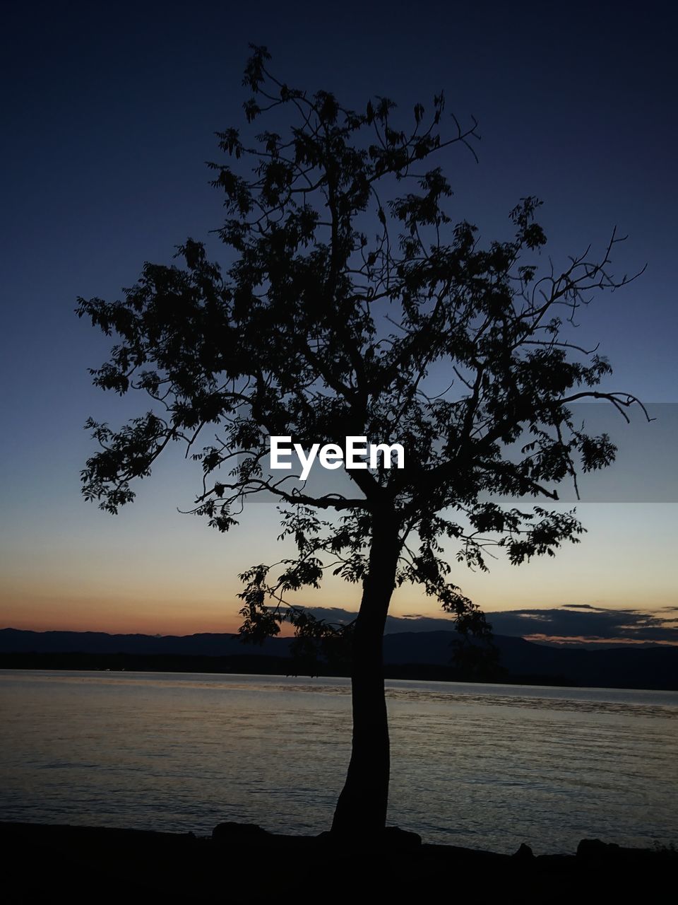 SILHOUETTE TREE ON BEACH AGAINST SKY