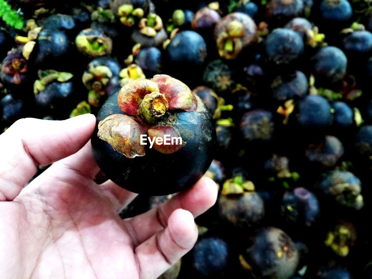 CLOSE-UP OF PERSON HAND HOLDING FRUIT