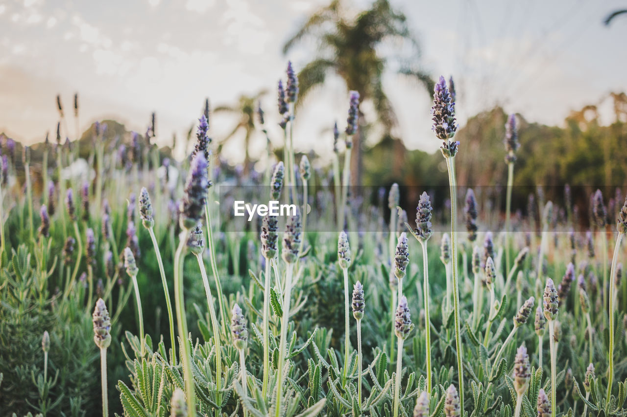 Close-up of purple flowering plants on field against sky