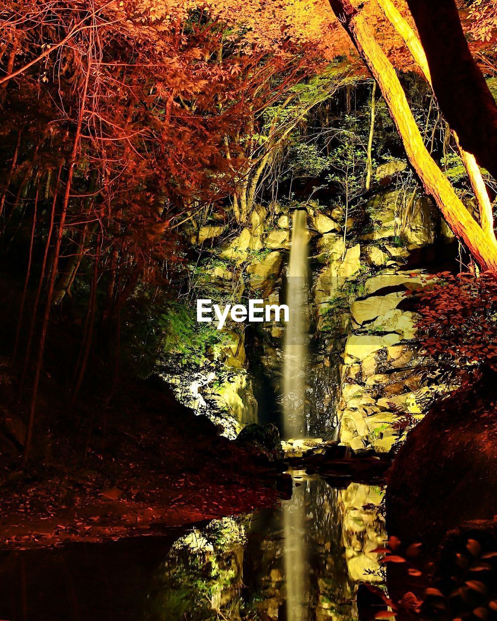 Trees by river in forest