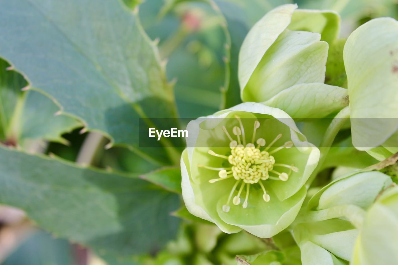Close-up of flowering plant