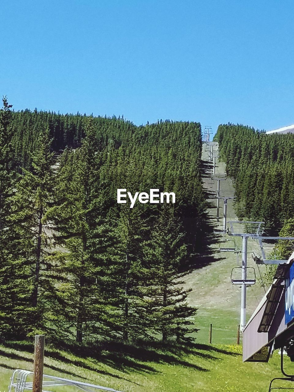 TREES AGAINST CLEAR BLUE SKY