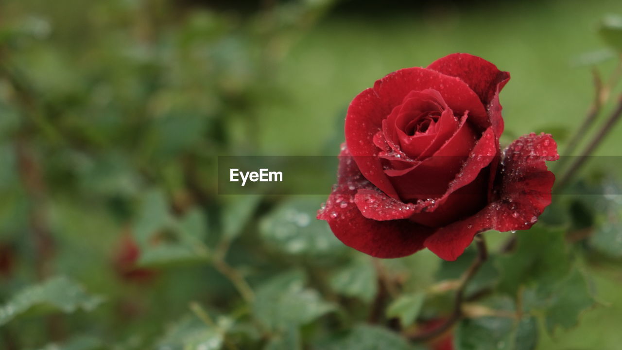 Close-up of red rose