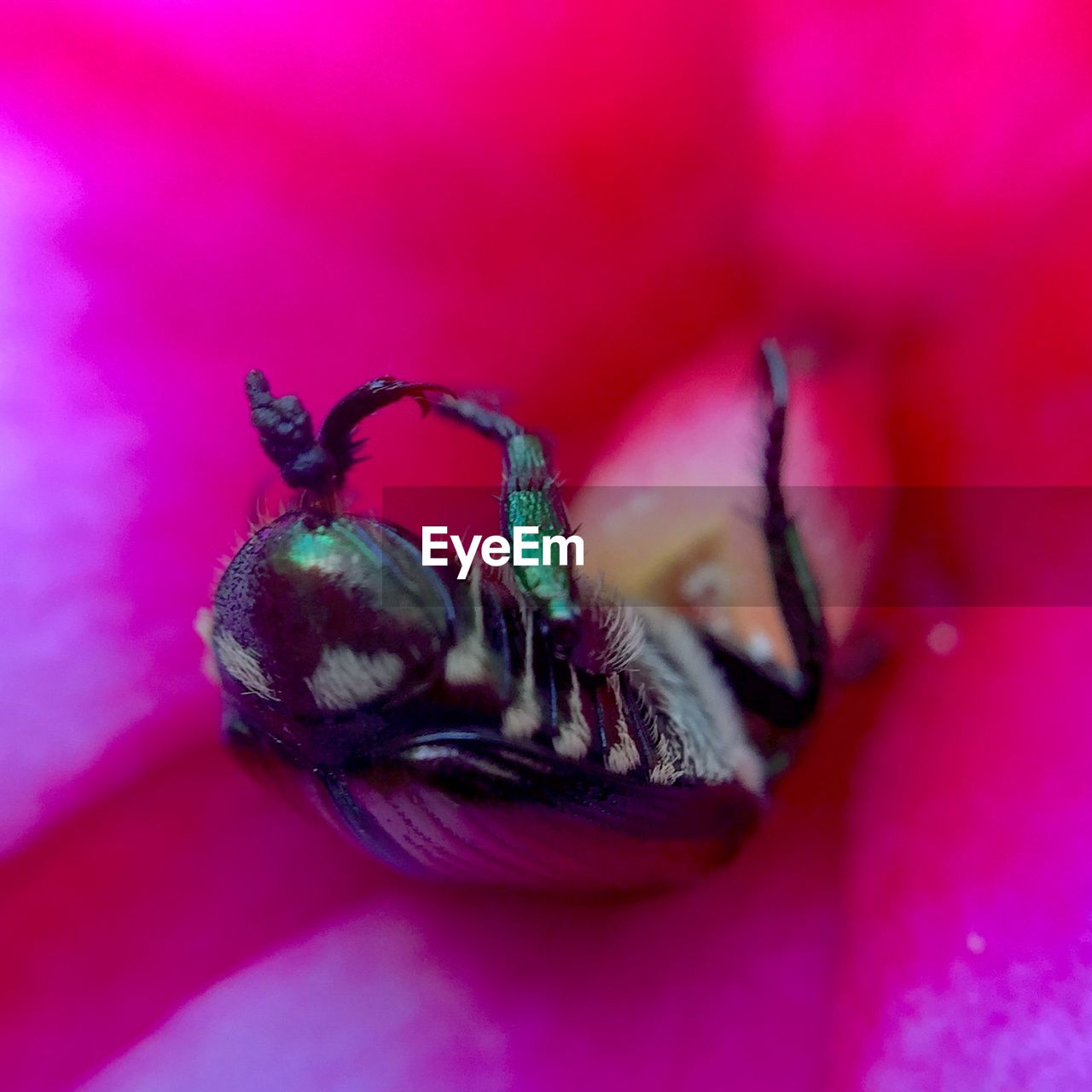 Macro shot of bee on pink flower