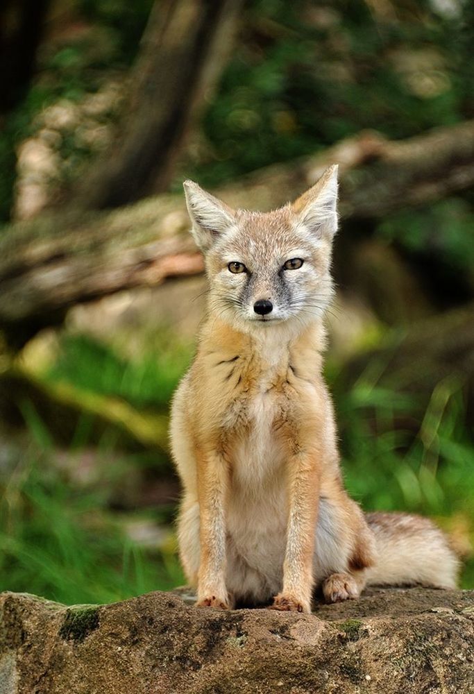 Close-up of fox on rock in forest