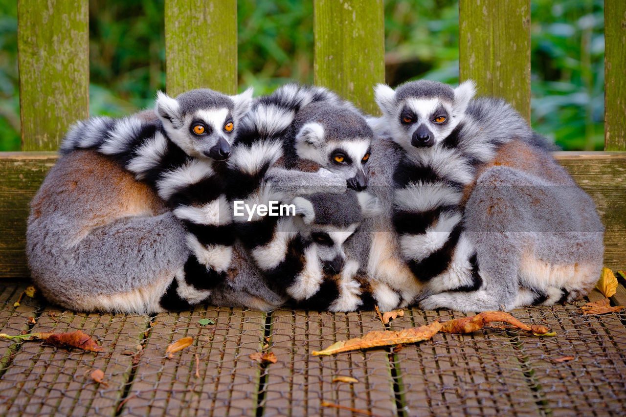 Close-up of lemurs sitting outdoors