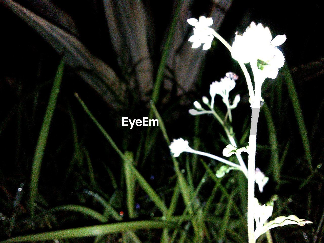 CLOSE-UP OF FLOWERS BLOOMING