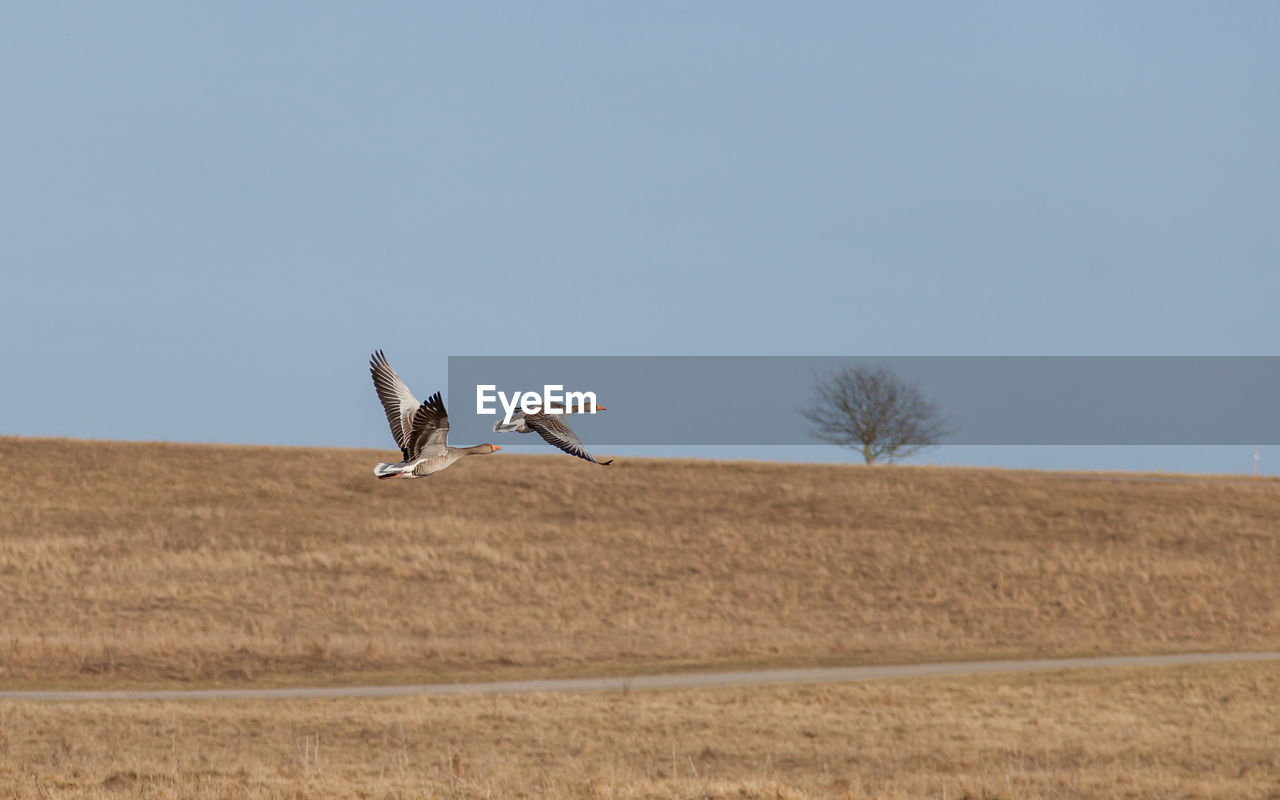 Goose flying over field against clear sky